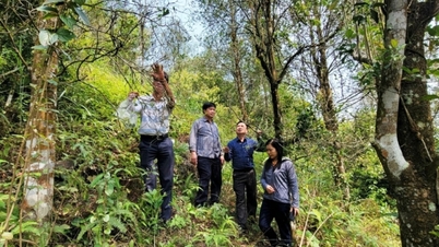 New opportunities for forest economic development in Binh Lieu