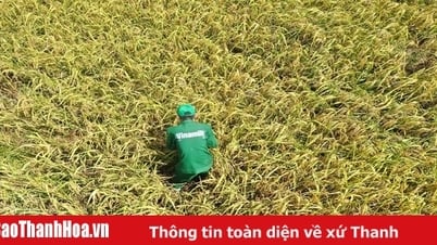 តើមានអ្វីពិសេសអំពីវាលស្រែ ST25 "5 no" នៅ Vinamilk Green Farm?