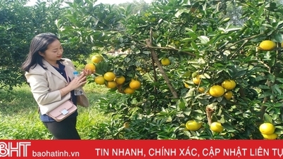 រង់ចាំយ៉ាងអន្ទះសារនូវពិធីបុណ្យពណ៌ទឹកក្រូច និងកសិផល Ha Tinh
