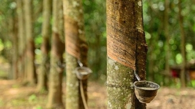 Doanh nghiệp “vàng trắng” quay lại thời kỳ tăng trưởng