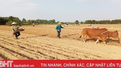 កសិករនៅ Vu Quang ផ្តោតលើការដាំពោតរដូវរងាជាង ៦២០ ហិកតា។