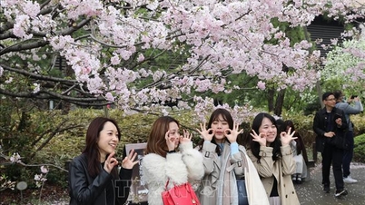 Tokyo mùa hoa anh đào rộ