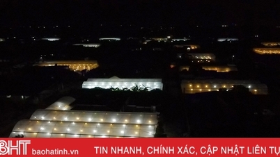Lung linh ánh đèn trên những vườn hoa chờ tết ở Hà Tĩnh