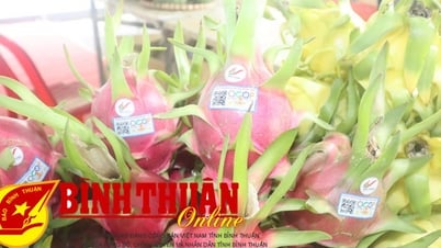 លើកកំពស់ការប្រកួតប្រជែង និងរក្សាម៉ាកផ្លែស្រកានាគ Binh Thuan