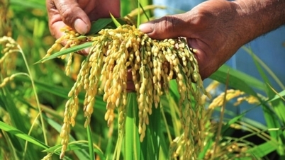 Giá lúa gạo hôm nay ngày 14/8/2024: Giá lúa tăng từ 50