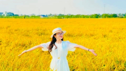 Những đồng lúa vàng ươm thành địa điểm check-in gây sốt ở Hải Dương