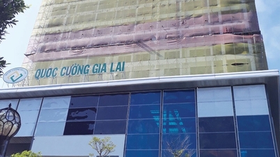 ភាគហ៊ុន Quoc Cuong Gia Lai ឡើងដល់កម្រិត ៥ វគ្គ ទ្រព្យសកម្មរបស់លោកស្រី Nhu Loan បានបាត់បង់ ២៥០ ពាន់លាន