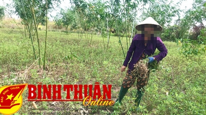តម្លៃសណ្តែកដីធ្លាក់ចុះ