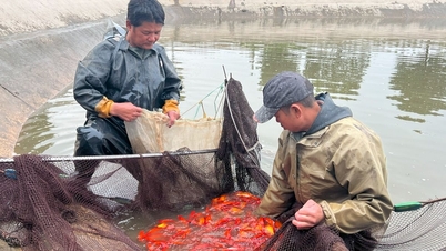 Bereiten Sie Goldfische für Tao Quan vor, damit sie in den Himmel kommen