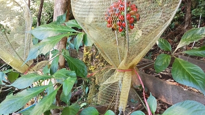 Tea Tap floriert dank Ngoc Linh Ginseng