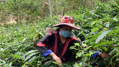 Medicinal plants are still difficult to "output"