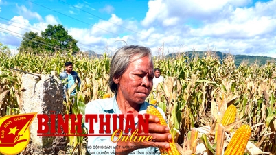 សាកល្បងពូជពោតថ្មីដើម្បីបង្កើនប្រសិទ្ធភាព