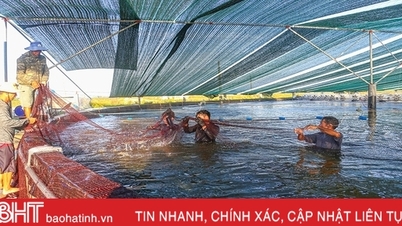 Dư nợ tín dụng lĩnh vực nông, lâm, thuỷ sản đạt hơn 11.900 tỷ đồng