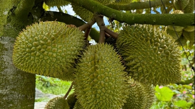 Xô đổ kỷ lục của cả năm ngoái, ‘trái cây vua’ băng băng trên đỉnh lịch sử
