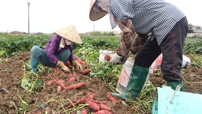Khoảng 40 tấn khoai lang "chờ giải cứu" của một nông dân ở Gia Lộc đã tiêu thụ gần hết