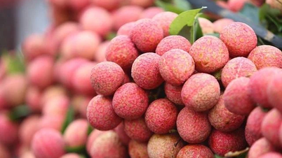Chinese traders come to buy, lychee prices skyrocket