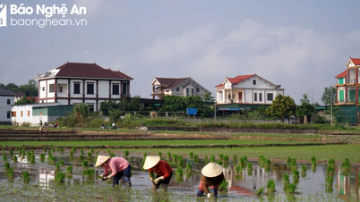 Nghe An speeds up summer-autumn crop production