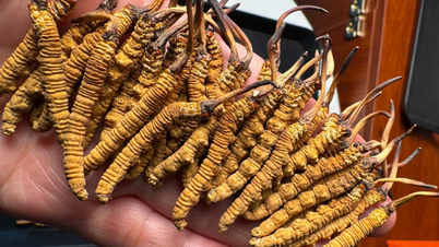 Dried 'grass worms' hit the Vietnamese market, priced at 2.5 billion VND per kg but still sold out