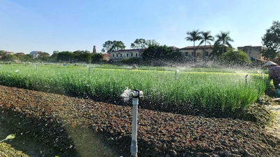 Khoảng 600 ha sản xuất nông nghiệp ở Hải Dương ứng dụng tưới tiết kiệm
