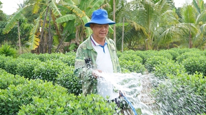 Người dân tất bật chăm sóc hoa Tết