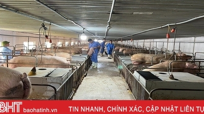 តម្លៃជ្រូកទាប កសិដ្ឋានចិញ្ចឹមសត្វមានការប្រុងប្រយ័ត្នឡើងវិញ