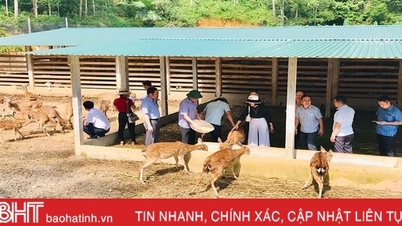 ការចិញ្ចឹមសត្វក្តាន់សម្រាប់ទាំងវល្លិ៍ និងអភិវឌ្ឍន៍ទេសចរណ៍នៅ Huong Son