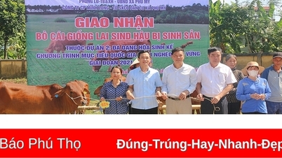 ការ​ដឹក​ជញ្ជូន​គោ​ចិញ្ចឹម​ដល់​ក្រុម​ផលិត​ផល​សហគមន៍​ឃុំ Phu My