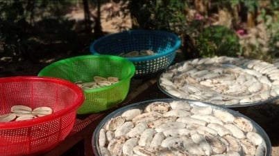 រដូវកាលនៃការផ្លាស់ប្តូរពីថាសស្ងួតចេក