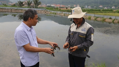 Hai Duong-Bauern experimentieren erstmals mit dem Auberginenanbau in Teichen