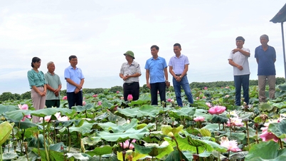 Plantación experimental de algunas variedades de loto asociadas al desarrollo turístico en Stork Island