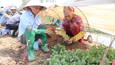 ទីក្រុង Hai Duong ផ្តោតលើការស្តារផលិតកម្មកសិកម្មឡើងវិញបន្ទាប់ពីព្យុះ