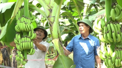 Prospects for growing South American bananas in Ha Thanh commune (Tu Ky)