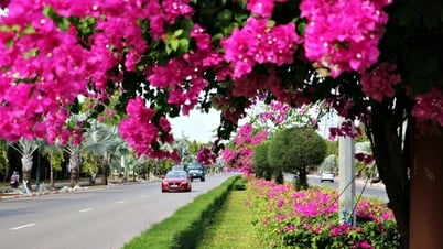 The enchanting bougainvillea road on the median strip at the gateway to Vung Tau