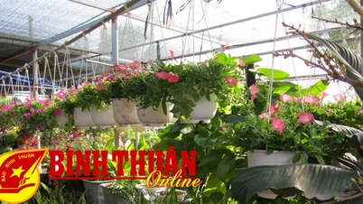 Bustling Tet flower market