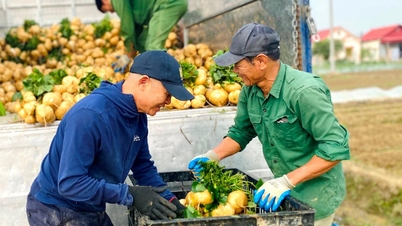 Yamserntezeit – schöne Jahreszeit in Kim Thanh