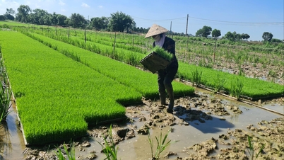 វិស័យកសិកម្ម Hai Duong ជម្នះផលប៉ះពាល់ដោយទឹកជំនន់