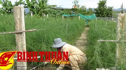Măng tây trên vùng đất cát Chí Công