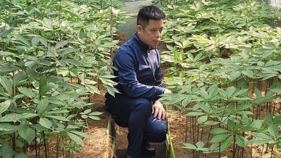 Quảng Nam hoàn chỉnh, trình Đề án Phát triển, hình thành Trung tâm công nghiệp dược liệu