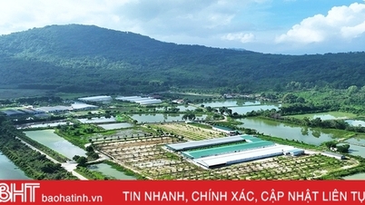 Many farms in Ha Tinh "ignore" regulations in livestock farming