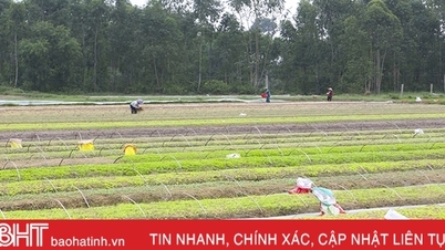 ឃ្លាំងគ្រាប់ពូជបន្លែដ៏ធំបំផុតរបស់ Ha Tinh ត្រៀមផ្គត់ផ្គង់ដំណាំរដូវរងាររាប់លាន។