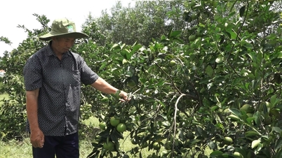 Bình Quý khuyến khích phát triển kinh tế vườn