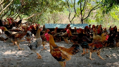 Raising Chi Linh hill chickens with herbal bran for high profits