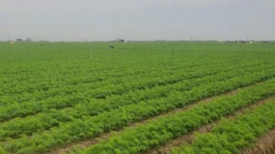 シーズンに比べて1か月遅れのドゥックチンニンジンの収穫