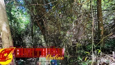 Bảo vệ rừng – sự sống còn