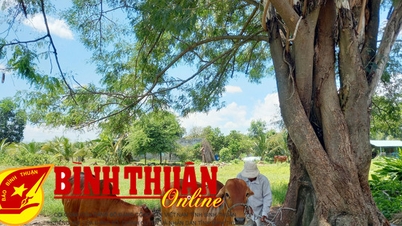 រឿង​ចិញ្ចឹម​គោ​ឆ្លង​កាត់​នៅ​តំបន់​ជនជាតិ​ភាគតិច