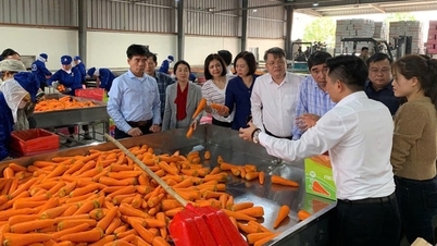 Nông dân Việt Nam xuất sắc đến từ Hải Dương đề nghị Nhà nước hỗ trợ đầu tư kho lạnh cho cà rốt