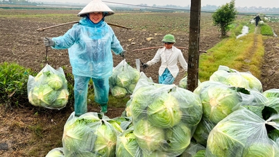 Cold weather causes cabbage and kohlrabi prices to rise