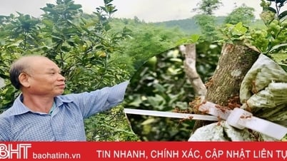 ចិញ្ចឹមស្រមោច តម្បាញ ការពារដើមឈើហូបផ្លែ!