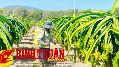 Effectively implementing the policy of restructuring the agricultural sector
