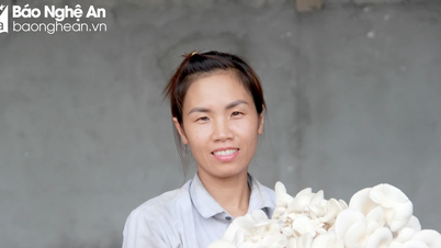 Nông dân Nghĩa Đàn trồng nấm bào ngư thân thiện với môi trường
